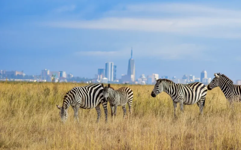 Relocation-discover-2